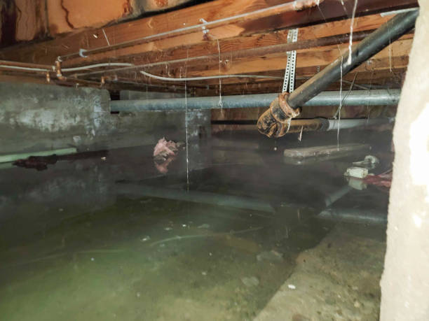 Best Local water damage restoration  in Eastport, NY